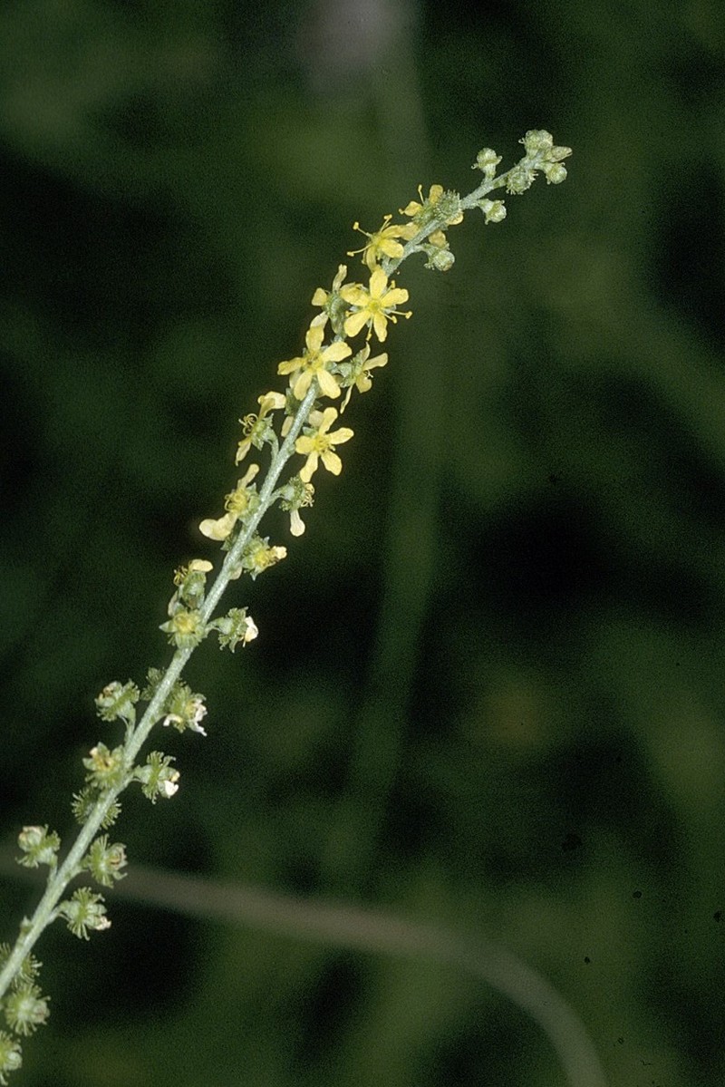Roadside Agrimony