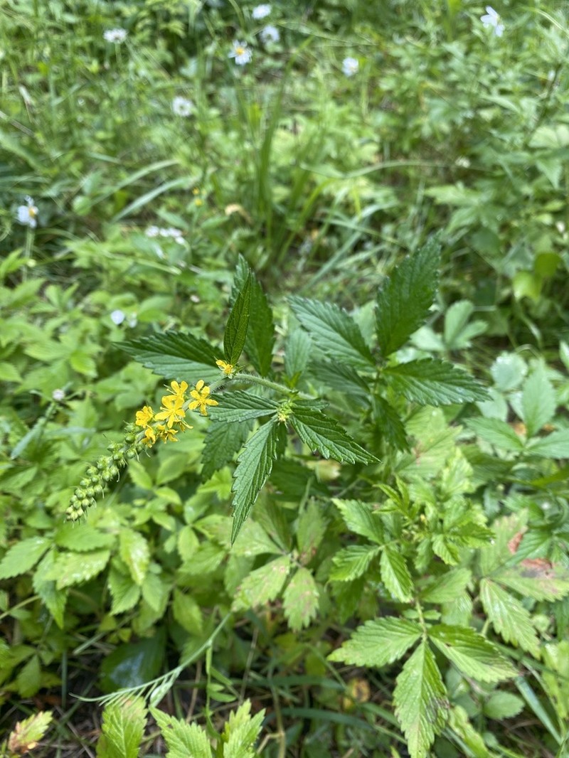 Roadside Agrimony photo 2