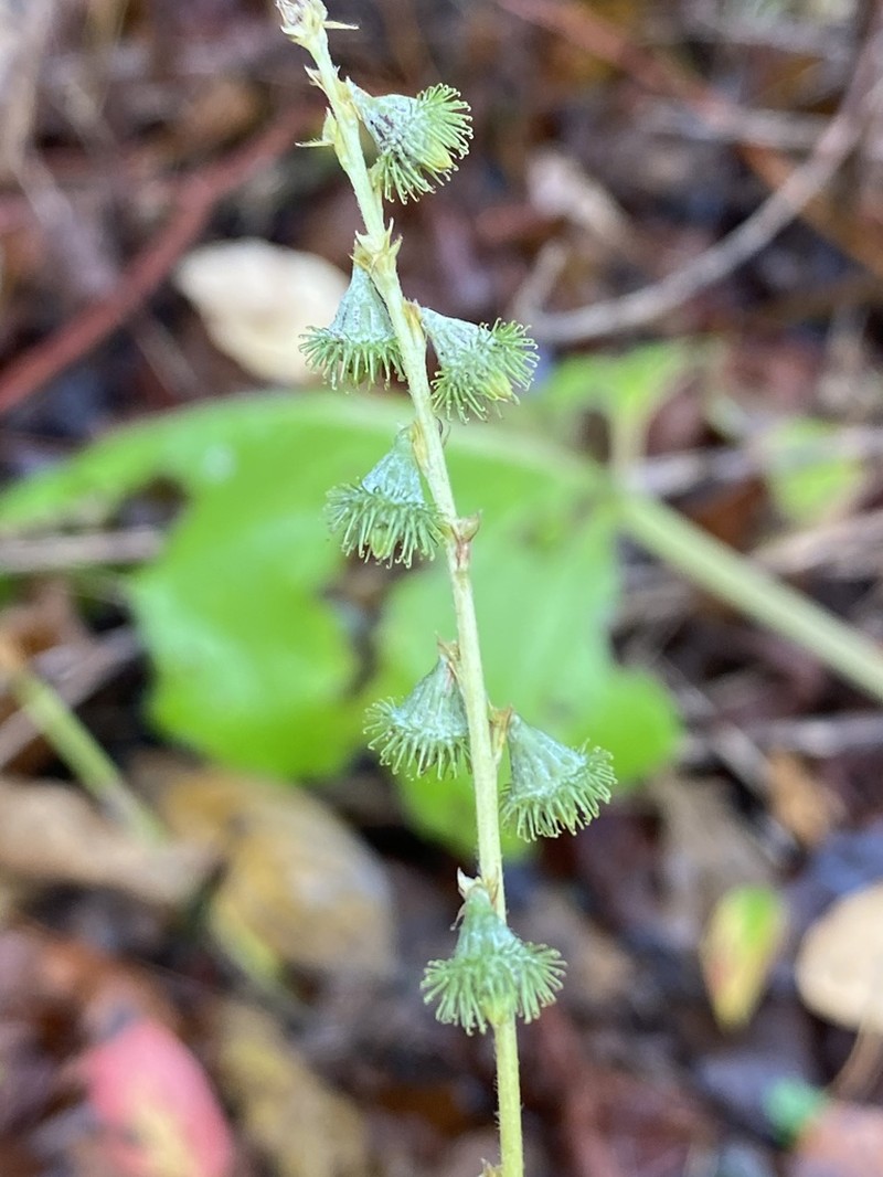 Roadside Agrimony photo 4