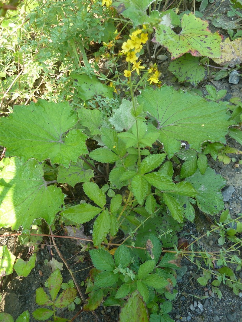 Roadside Agrimony photo 5