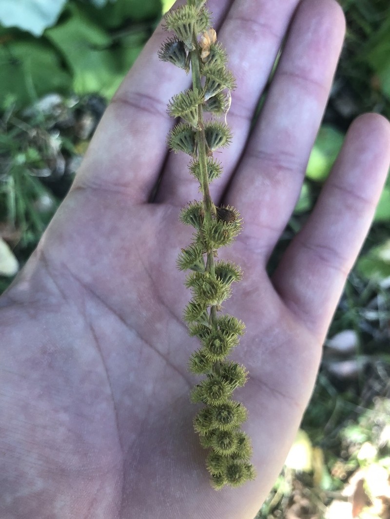 Roadside Agrimony photo 6