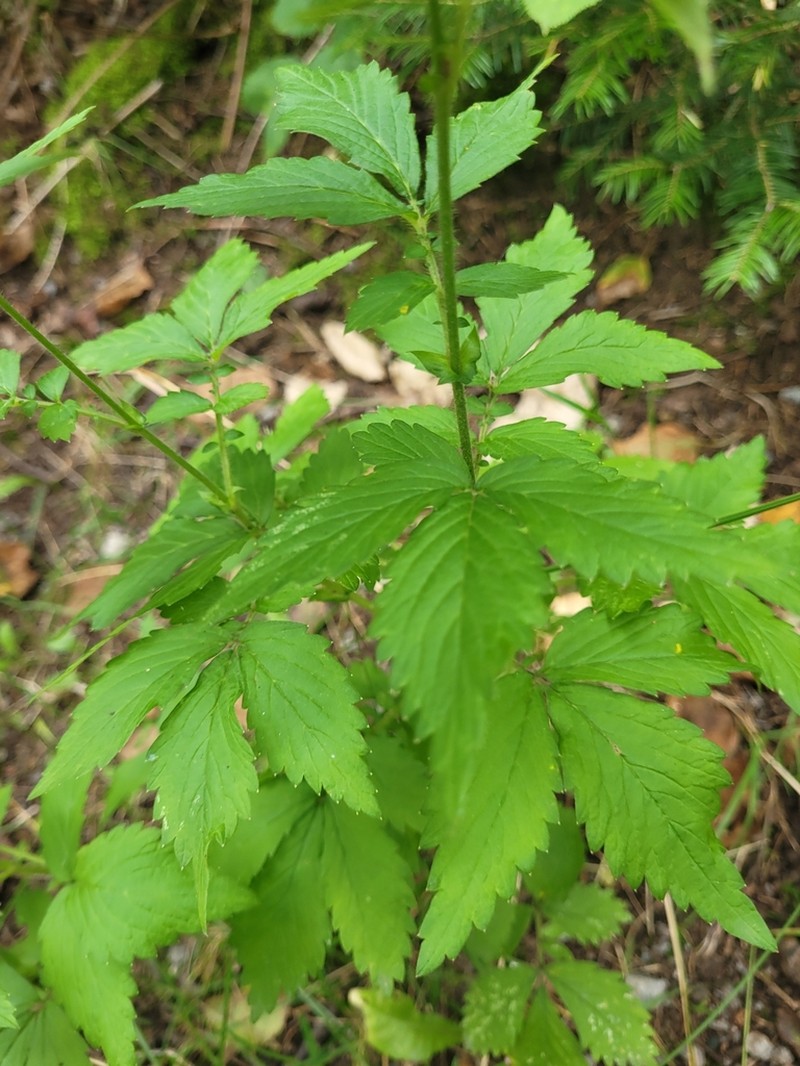Roadside Agrimony photo 8