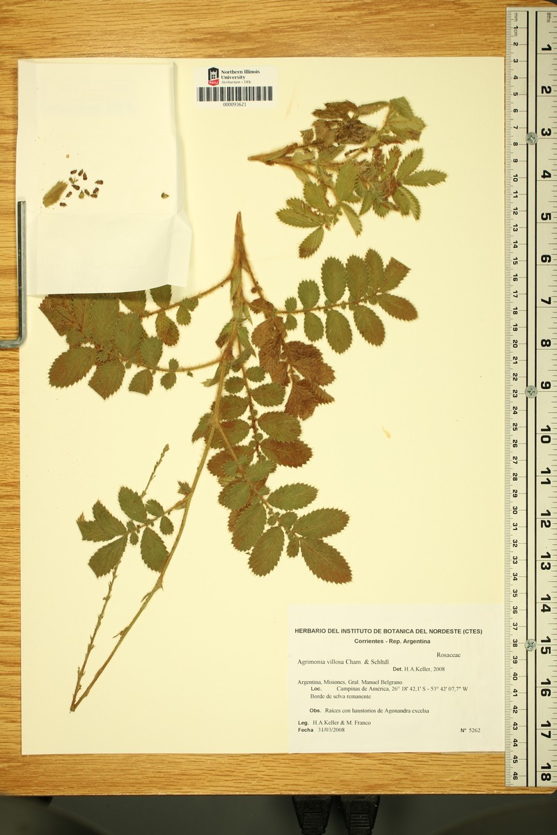 Agrimonia villosa