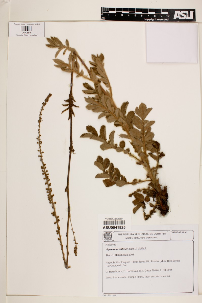 Agrimonia villosa photo 2