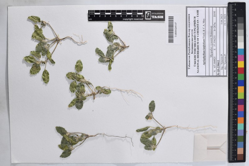 Agriophyllum latifolium