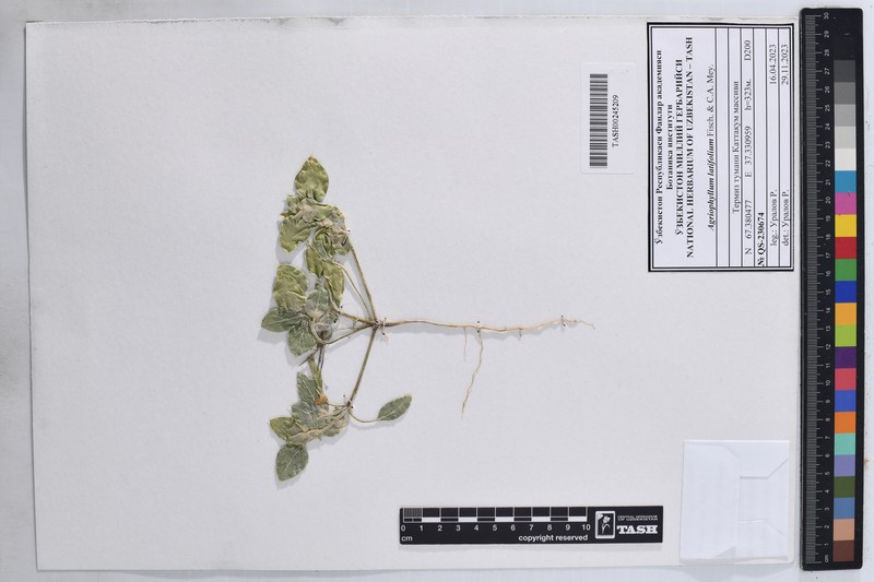 Agriophyllum latifolium photo 2