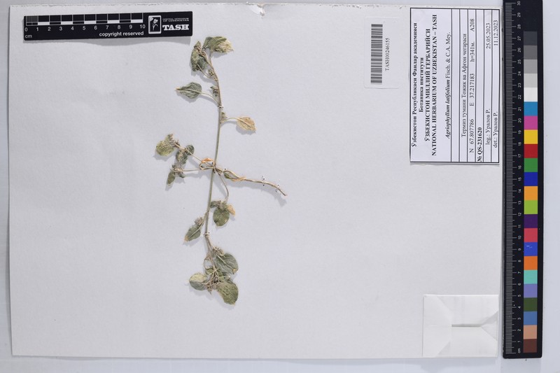 Agriophyllum latifolium photo 3