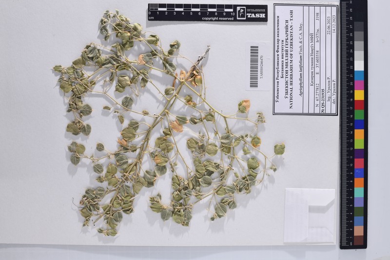 Agriophyllum latifolium photo 4