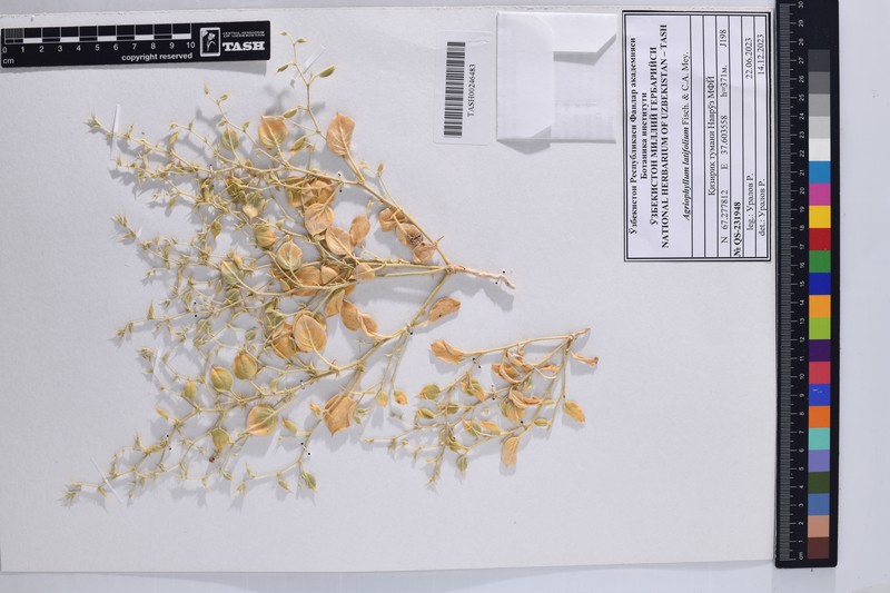 Agriophyllum latifolium photo 5