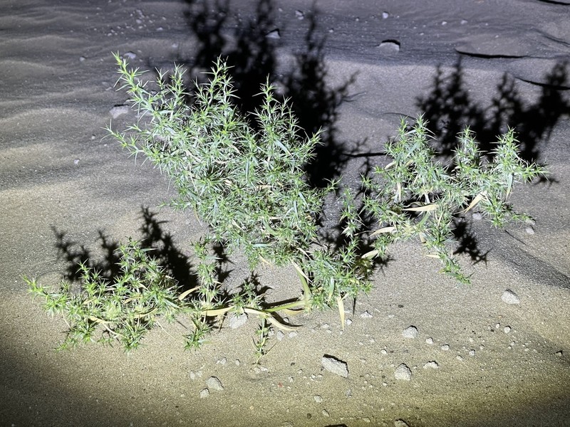 Agriophyllum minus