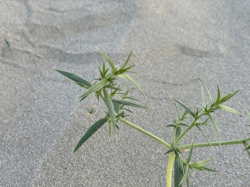 Agriophyllum minus photo 2