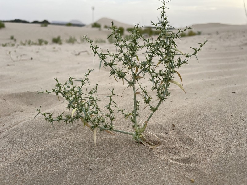 Agriophyllum minus photo 3