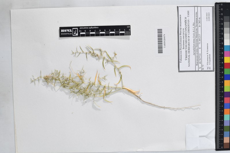 Agriophyllum minus photo 4