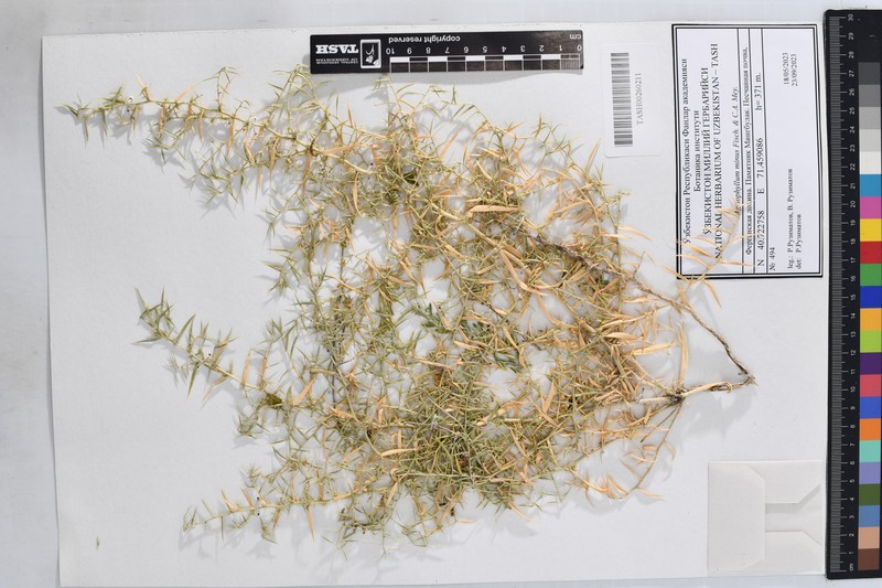 Agriophyllum minus photo 5
