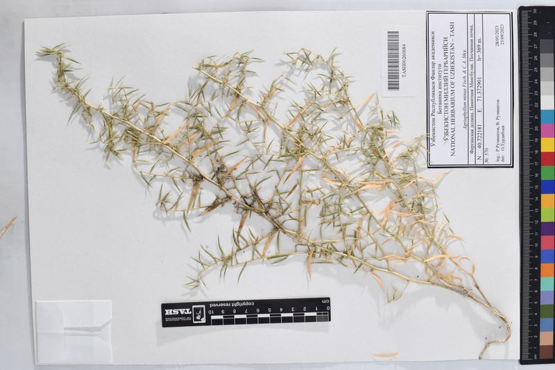 Agriophyllum minus photo 6