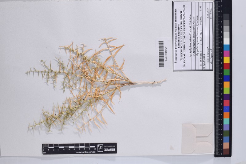 Agriophyllum minus photo 7