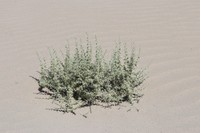 Agriophyllum pungens