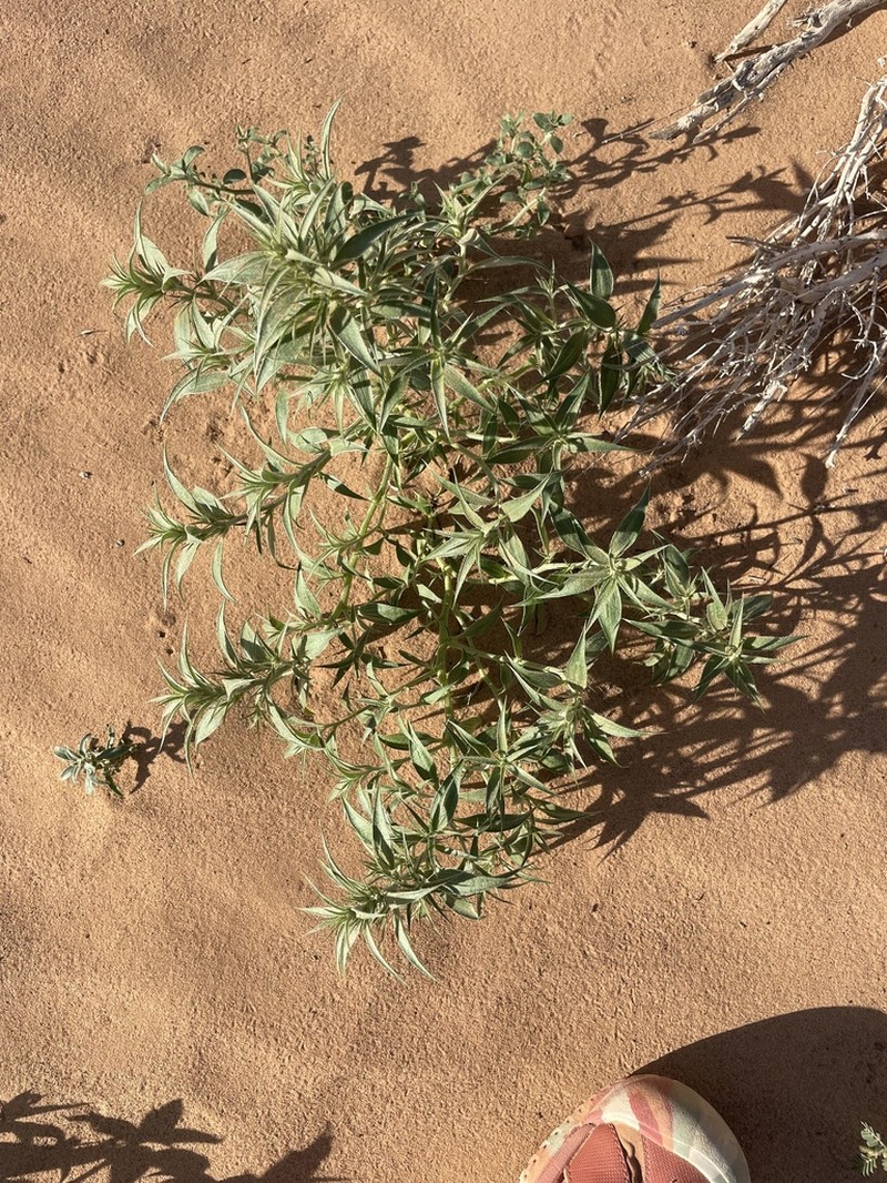 Agriophyllum pungens photo 2
