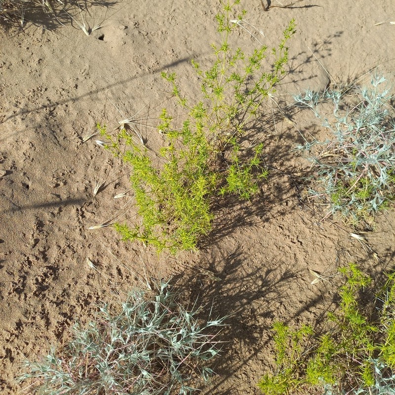 Agriophyllum pungens photo 3