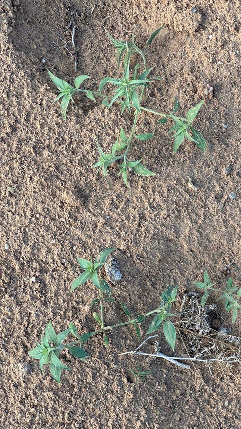 Agriophyllum pungens photo 5