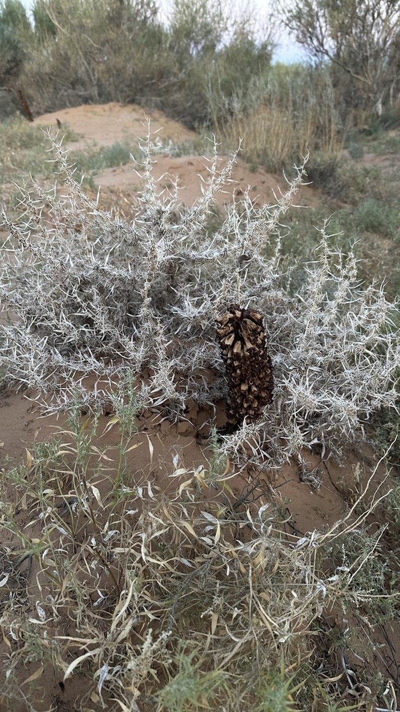 Agriophyllum pungens photo 7