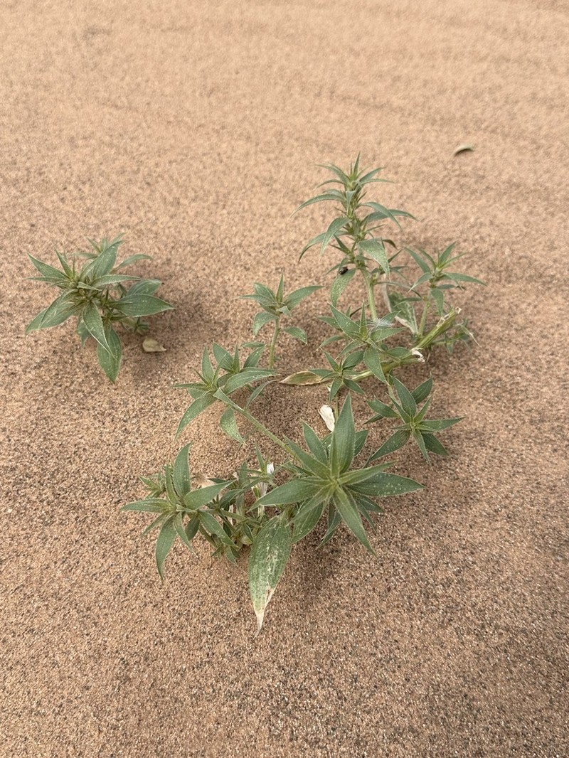 Agriophyllum pungens photo 8