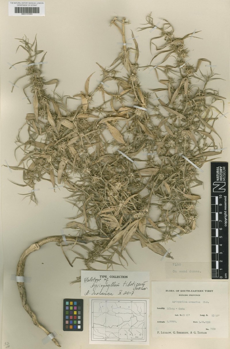 Agriophyllum tibeticum