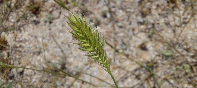 Agropyron cimmericum photo 3
