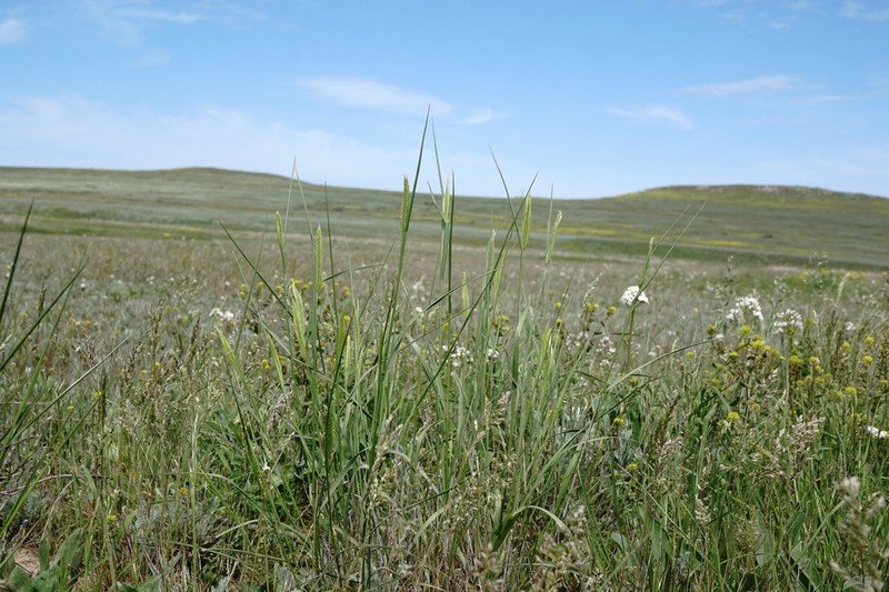 Agropyron cimmericum photo 4
