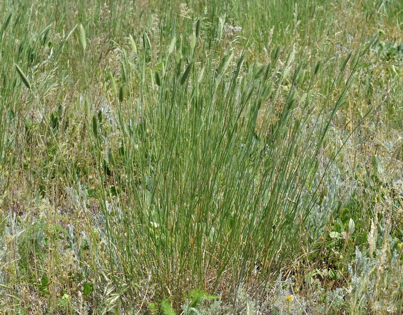 Agropyron cimmericum photo 5