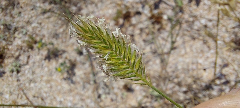 Agropyron cimmericum photo 6
