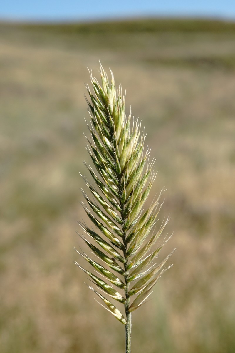 Agropyron cimmericum photo 7