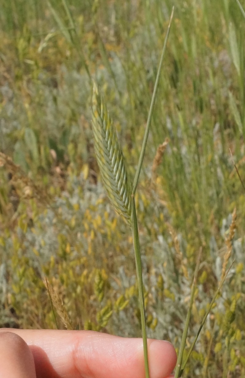 Agropyron cimmericum photo 8