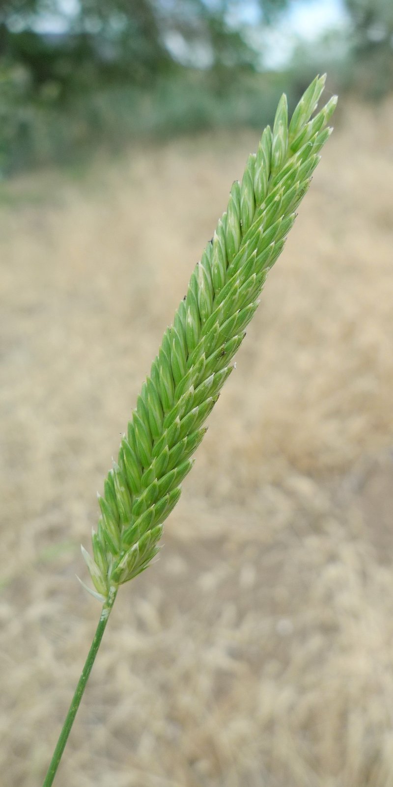 Crested Wheatgrass photo 2