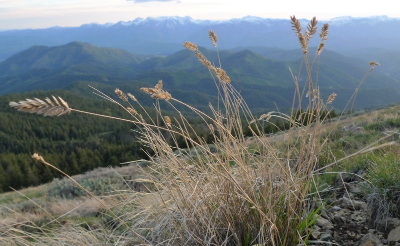 Crested Wheatgrass photo 3