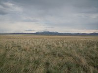 Crested Wheatgrass