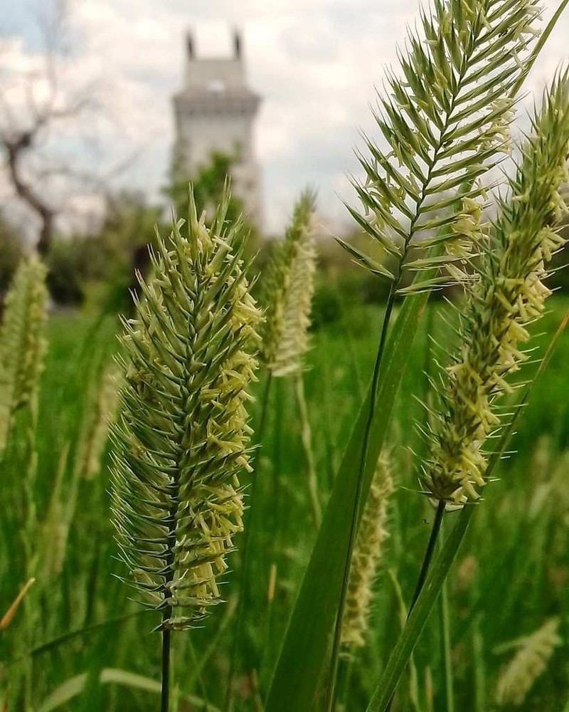 Crested Wheatgrass photo 4