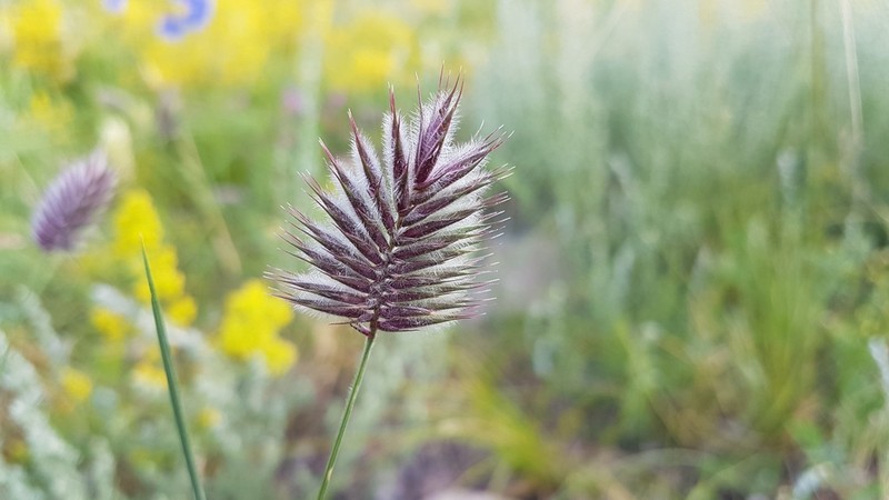 Crested Wheatgrass photo 5
