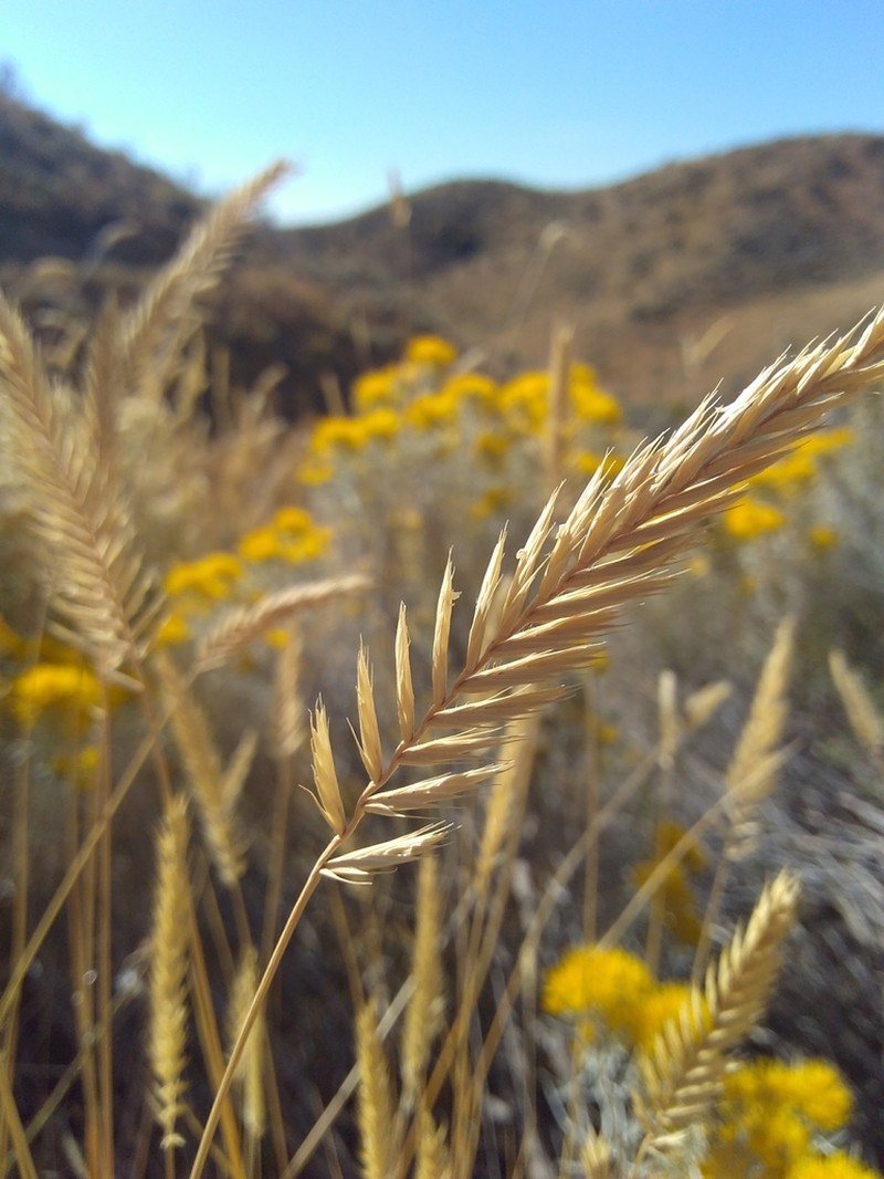 Crested Wheatgrass photo 6