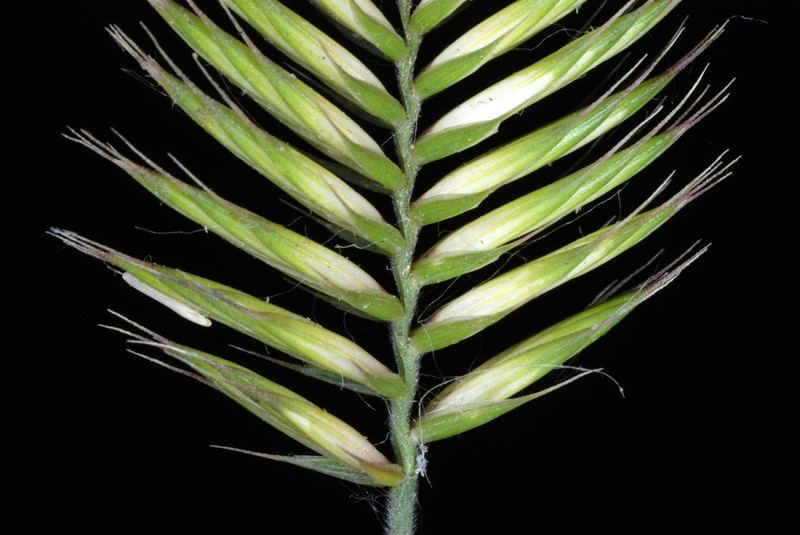 Crested Wheatgrass photo 7