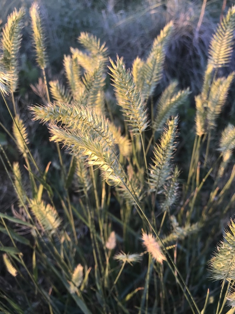 Crested Wheatgrass photo 8