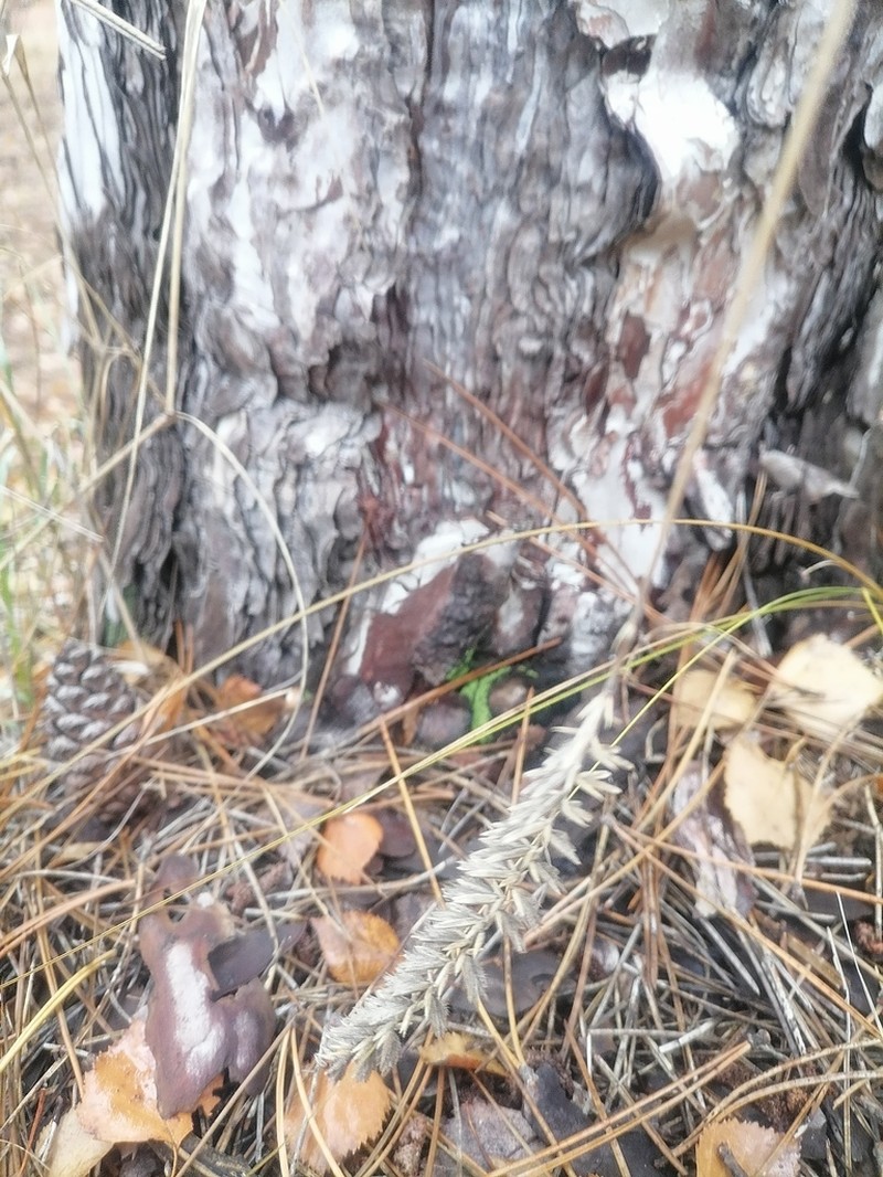 Agropyron dasyanthum photo 2