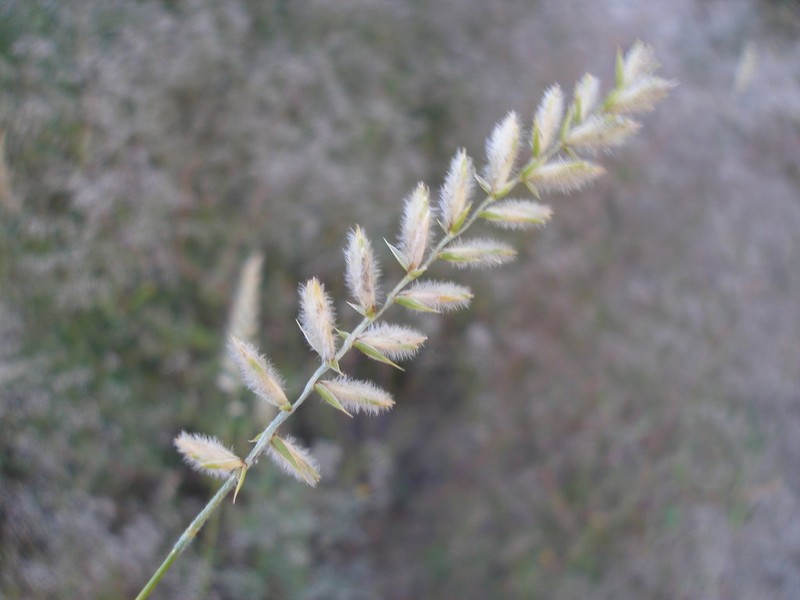 Agropyron dasyanthum photo 3