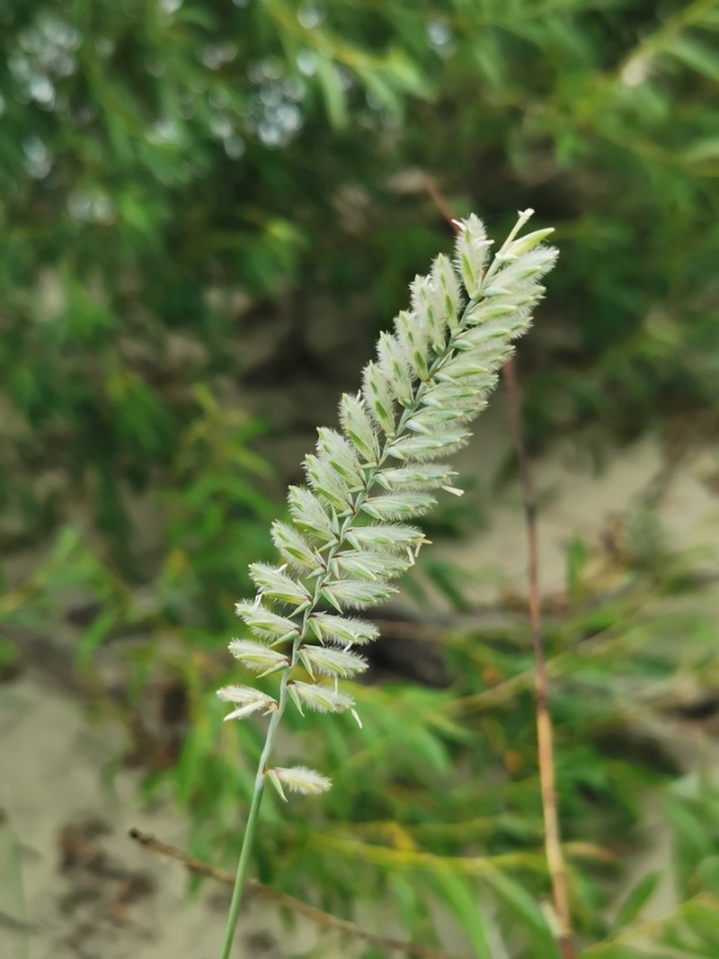 Agropyron dasyanthum photo 4