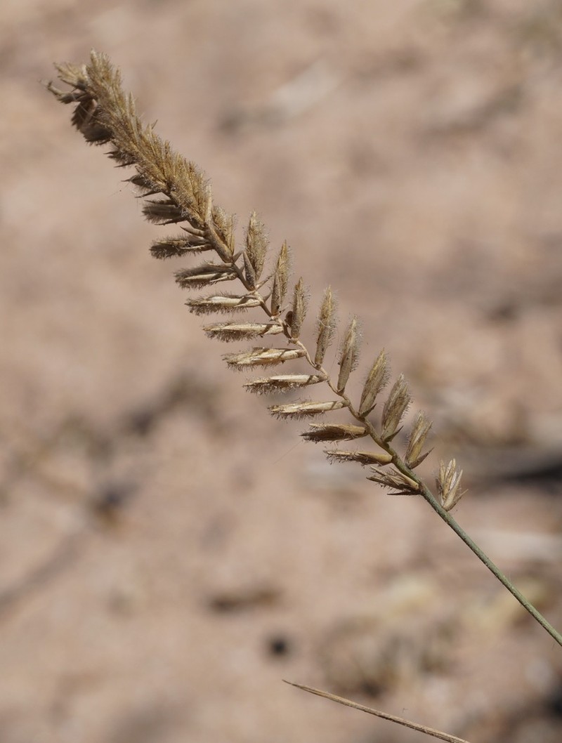 Agropyron dasyanthum photo 5