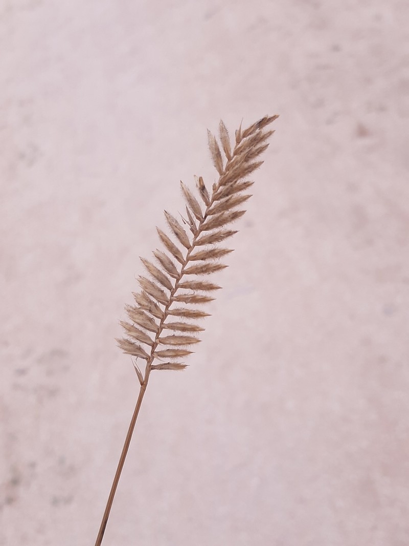 Agropyron dasyanthum photo 6