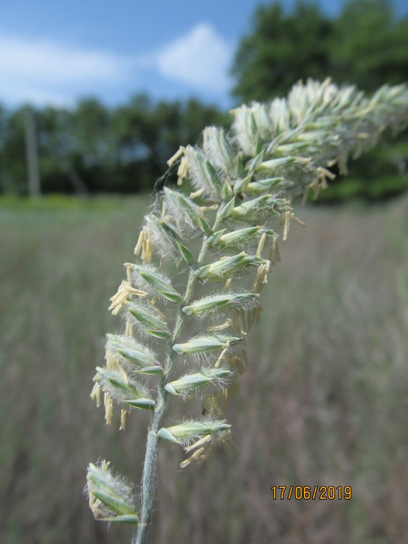 Agropyron dasyanthum photo 7
