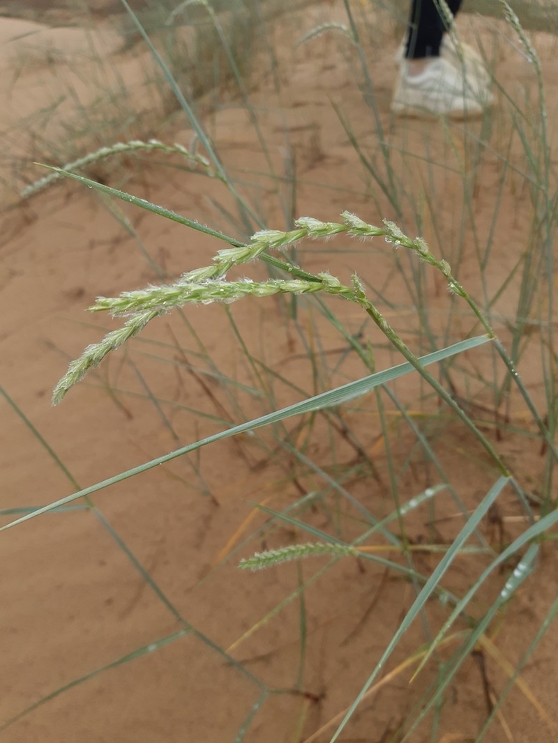 Agropyron dasyanthum photo 8