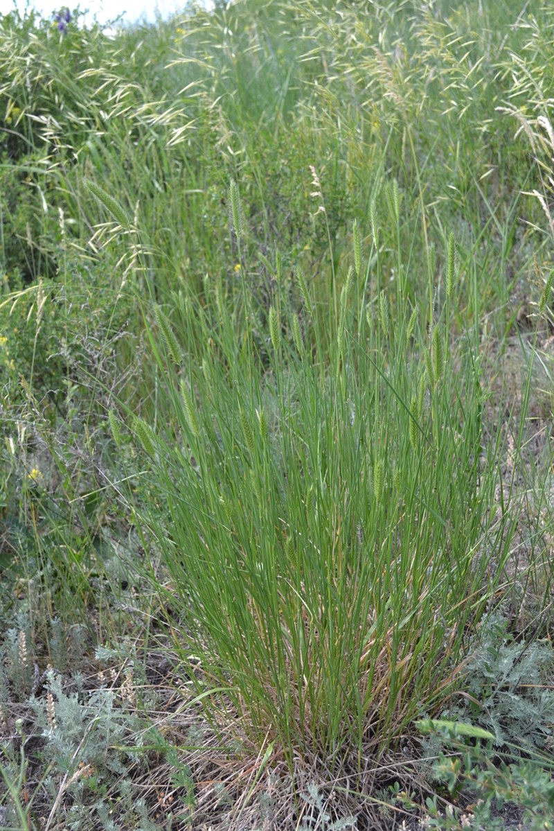 Desert Wheatgrass photo 2