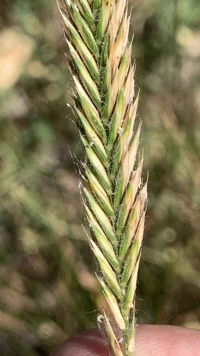 Desert Wheatgrass photo 3